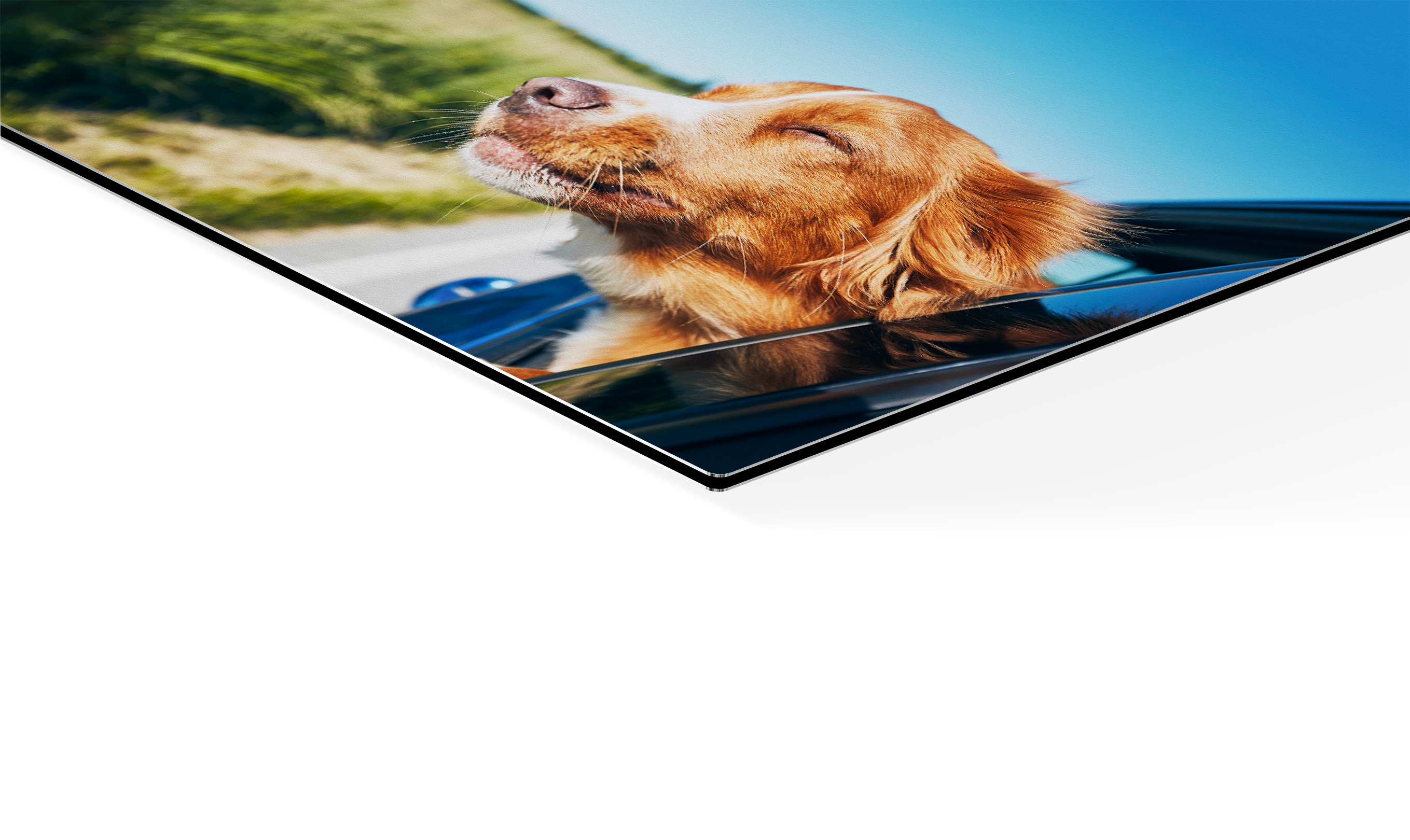 Stampa su alluminio con foto di un cane