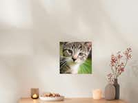 Pixum Fotoposter bestellen Ein Fotoposter mit einem Katzenfoto hängt an einer Wand
