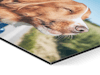 Detailbeeld van een foto op aluminium met een foto van een hond