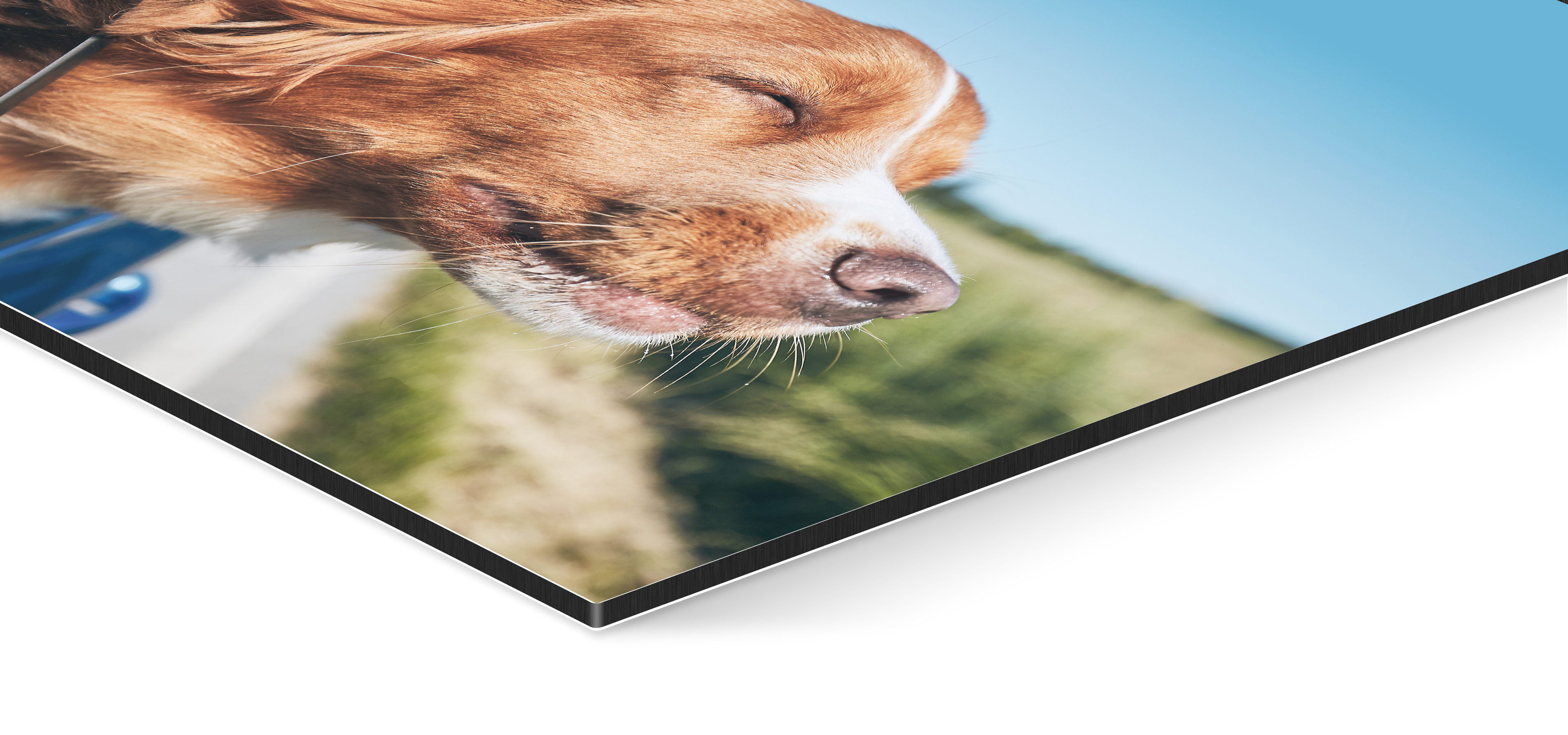 Aluminium print with the image of a dog