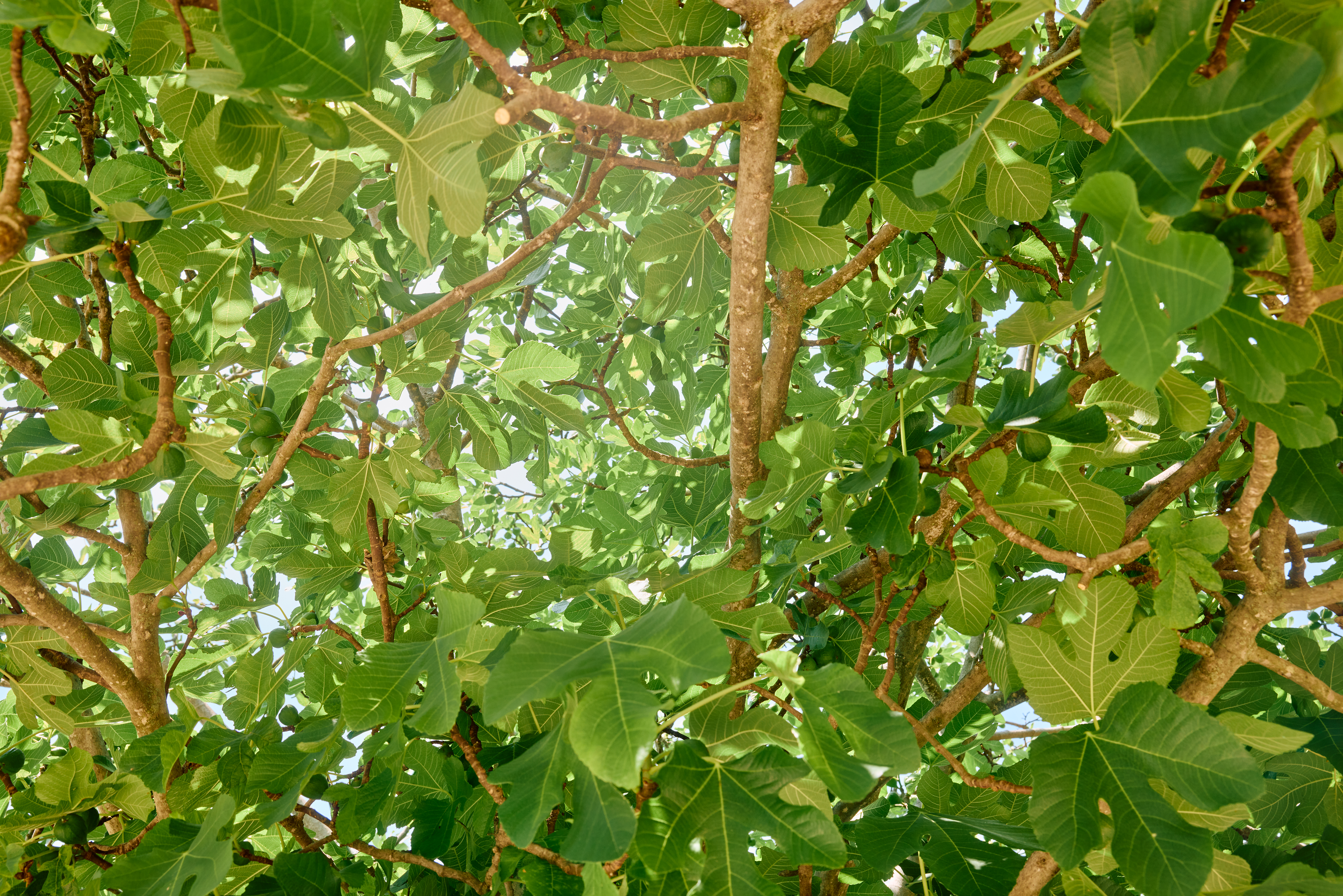 Nachhaltigkeit ist Herzenssache