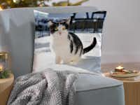 Kissen mit Foto von einer Katze Kissen mit Foto von einer Katze auf einem Sofa