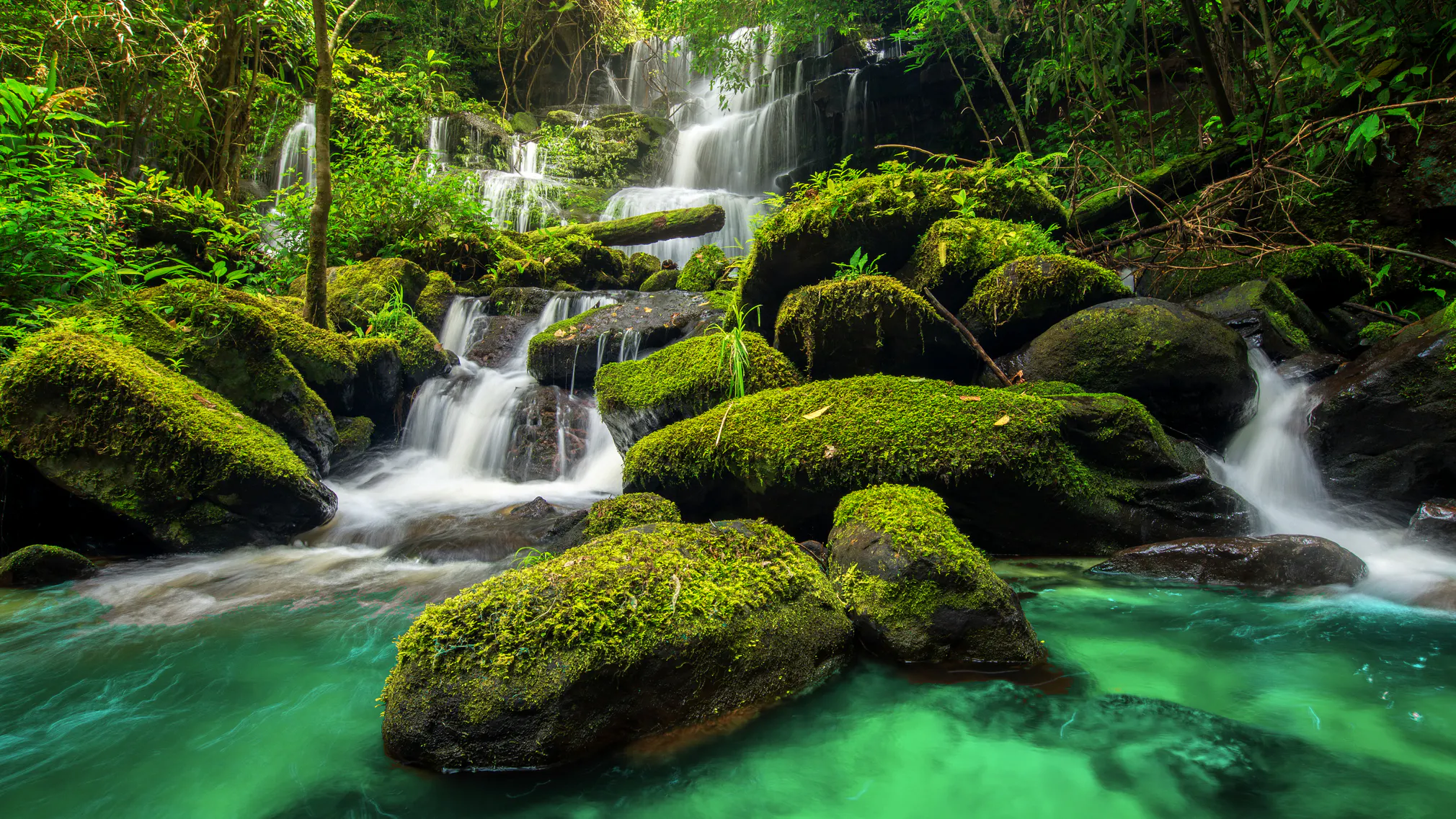 Wald mit einem Wasserfall 