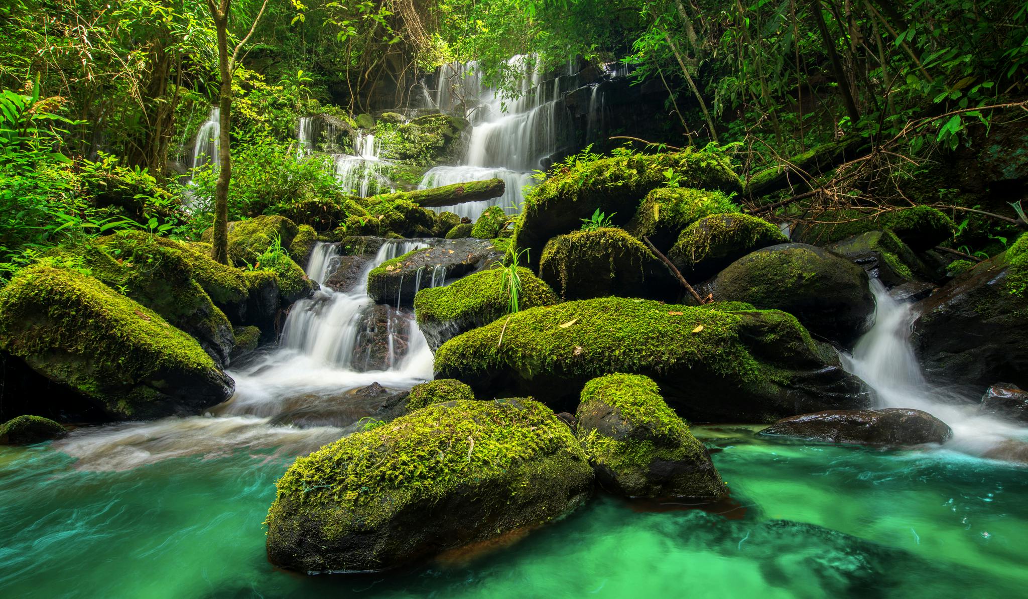 Wald mit einem Wasserfall 