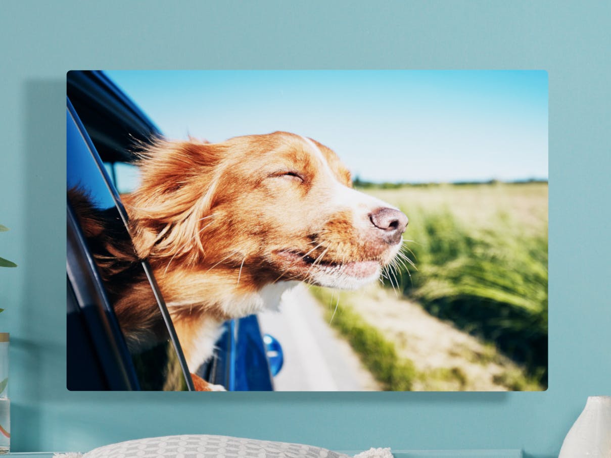 Foto auf Alu-Dibond mit Foto eines Hundes der den Kopf aus dem geöffneten Autofenster in die Sonne streckt