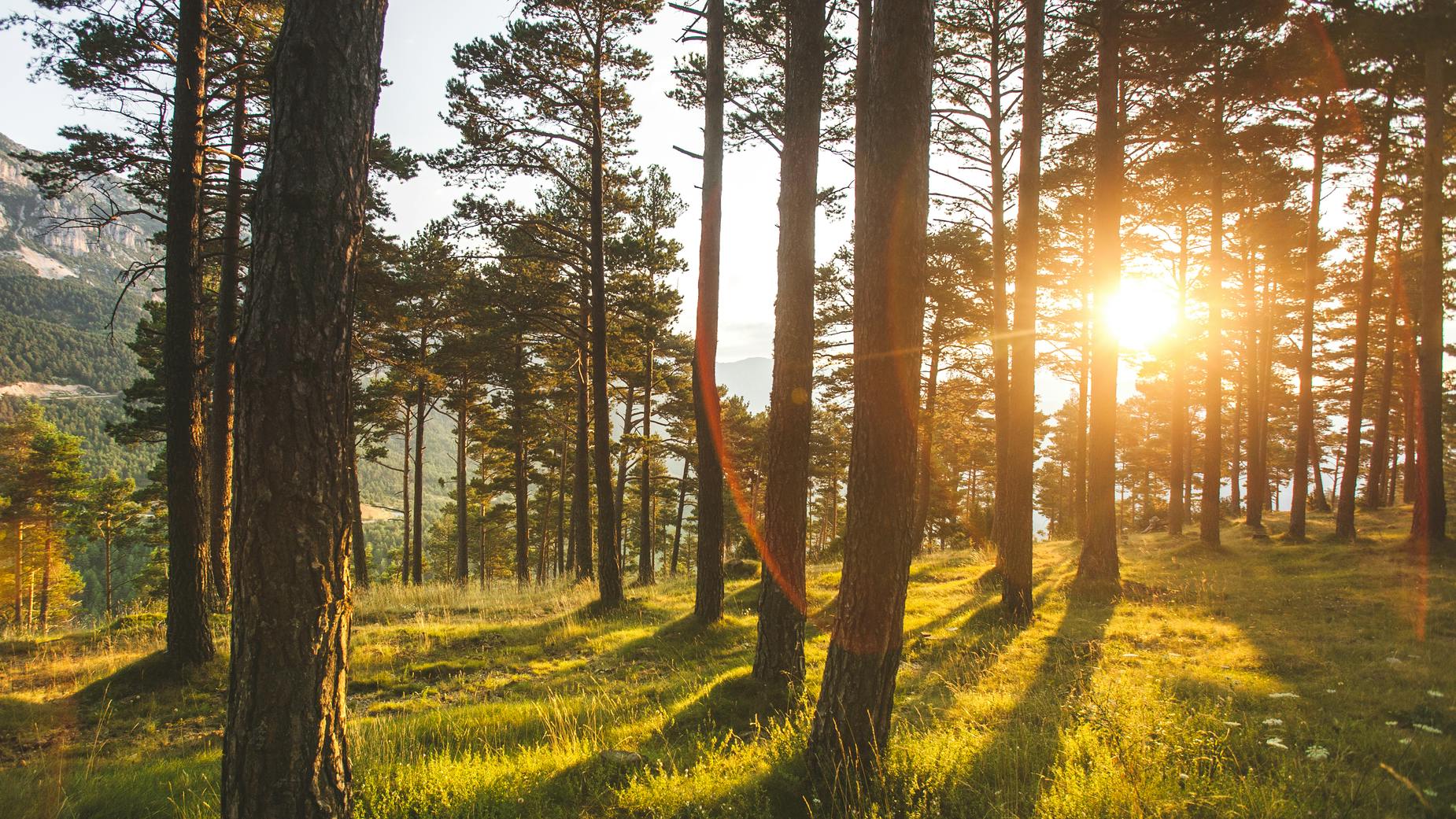 Una foto de un bosque con los rayos de sol iluminando los troncos de los árboles