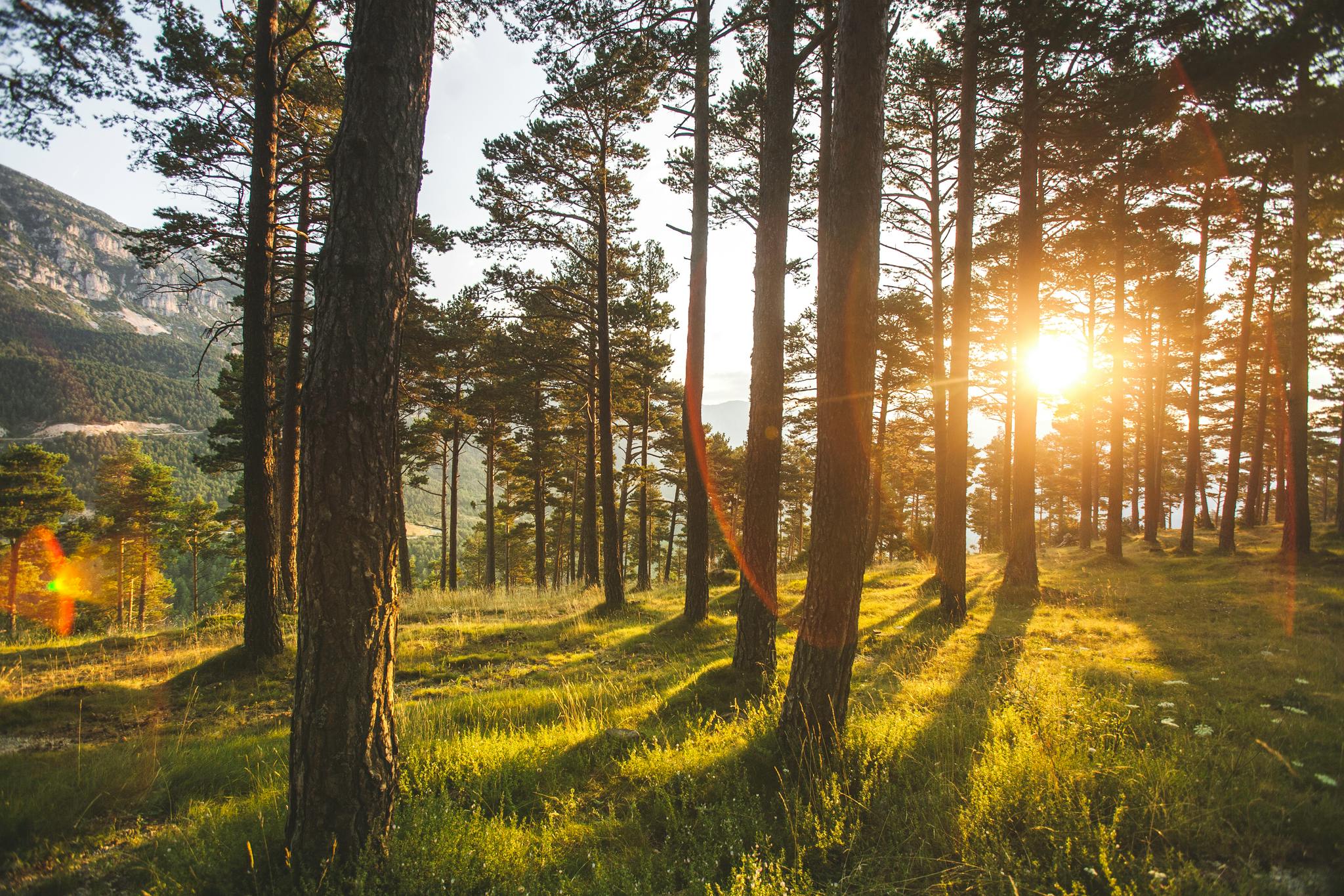 Image des arbres de la forêt avec le soleil qui brille à travers les troncs d'arbres