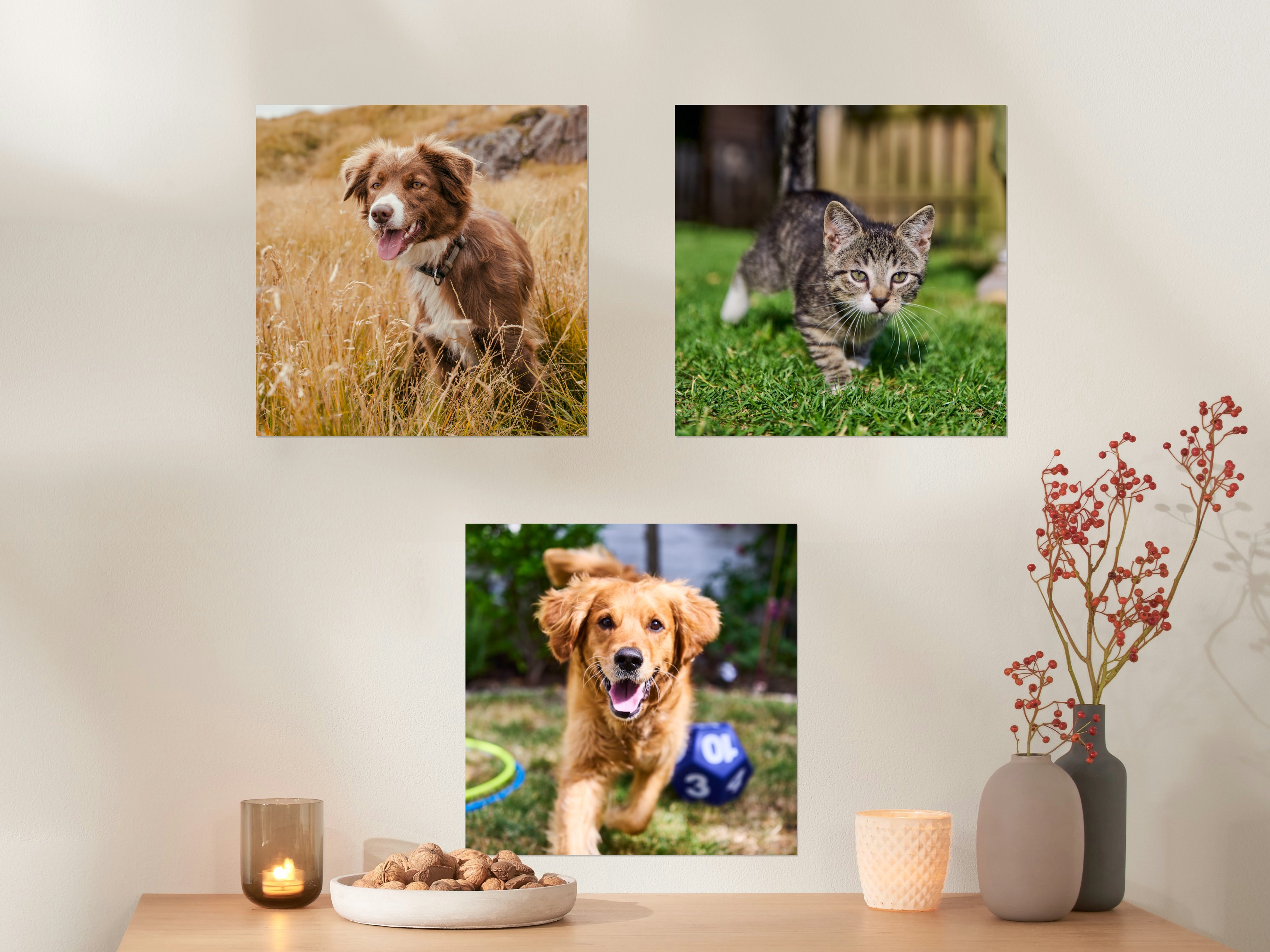 3 Fotoposter im quadratischen Format 30x30cm mit Bildern von Tieren