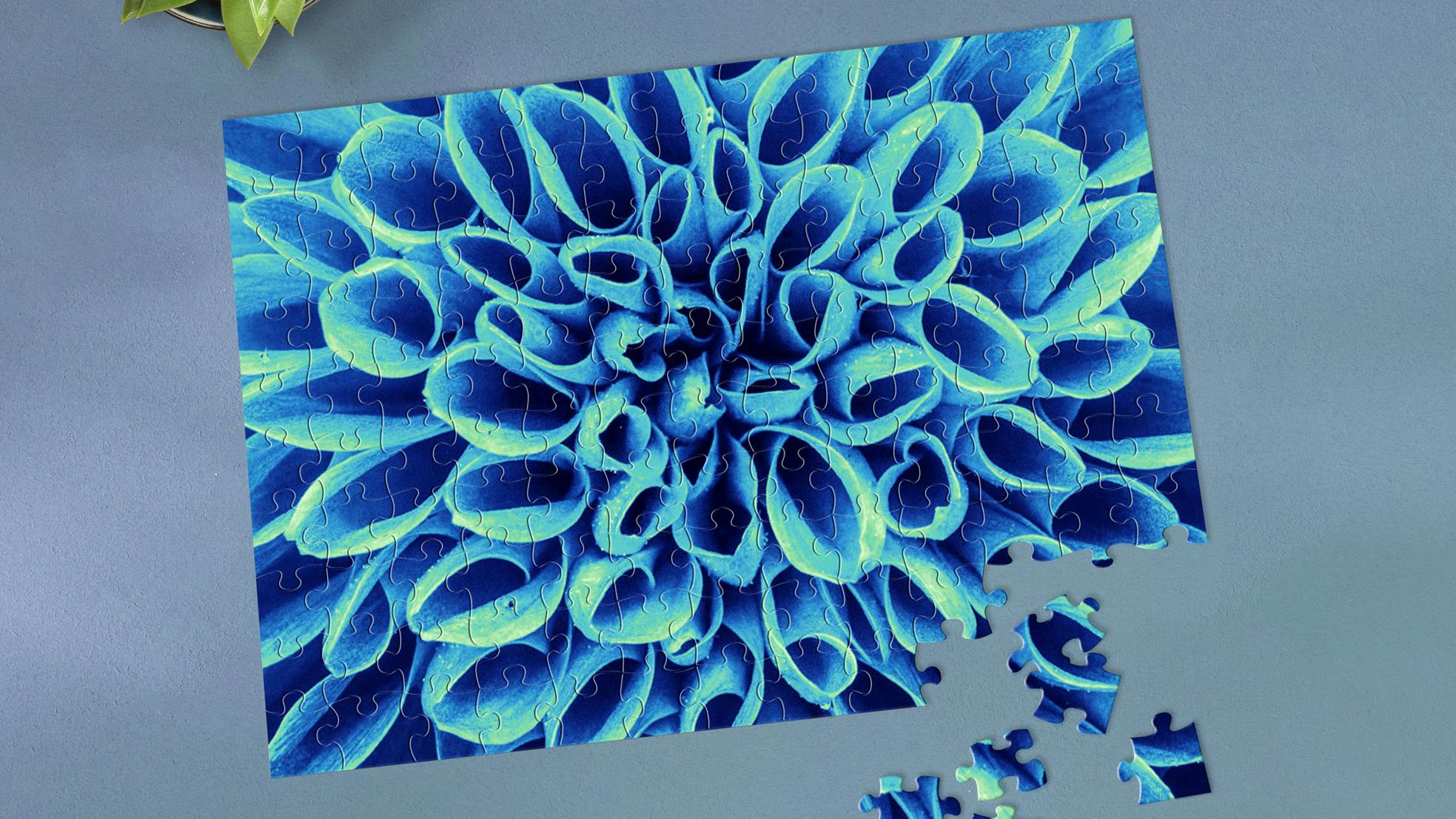 Fotopuzzle mit einer Makroaufnahme einer blauen Blume auf grauem Hintergrund