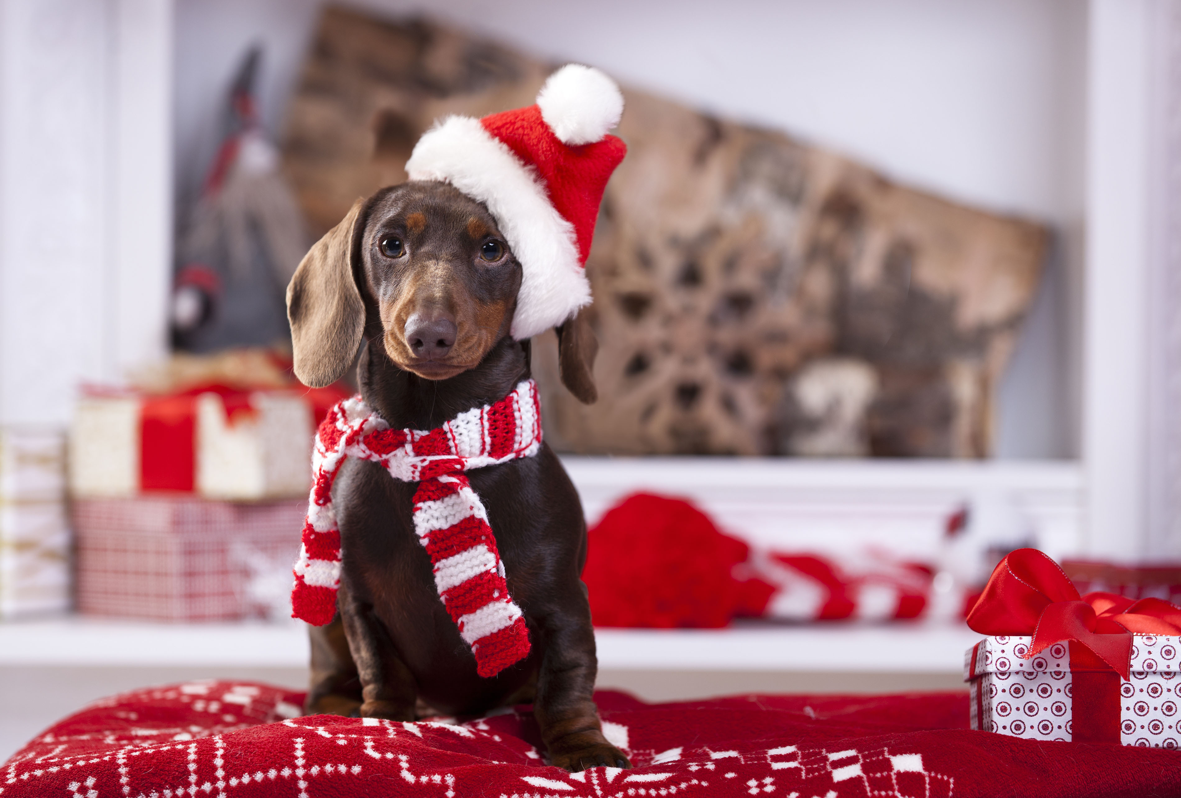 Foto des eigenen Hundes im Weihnachtsstil