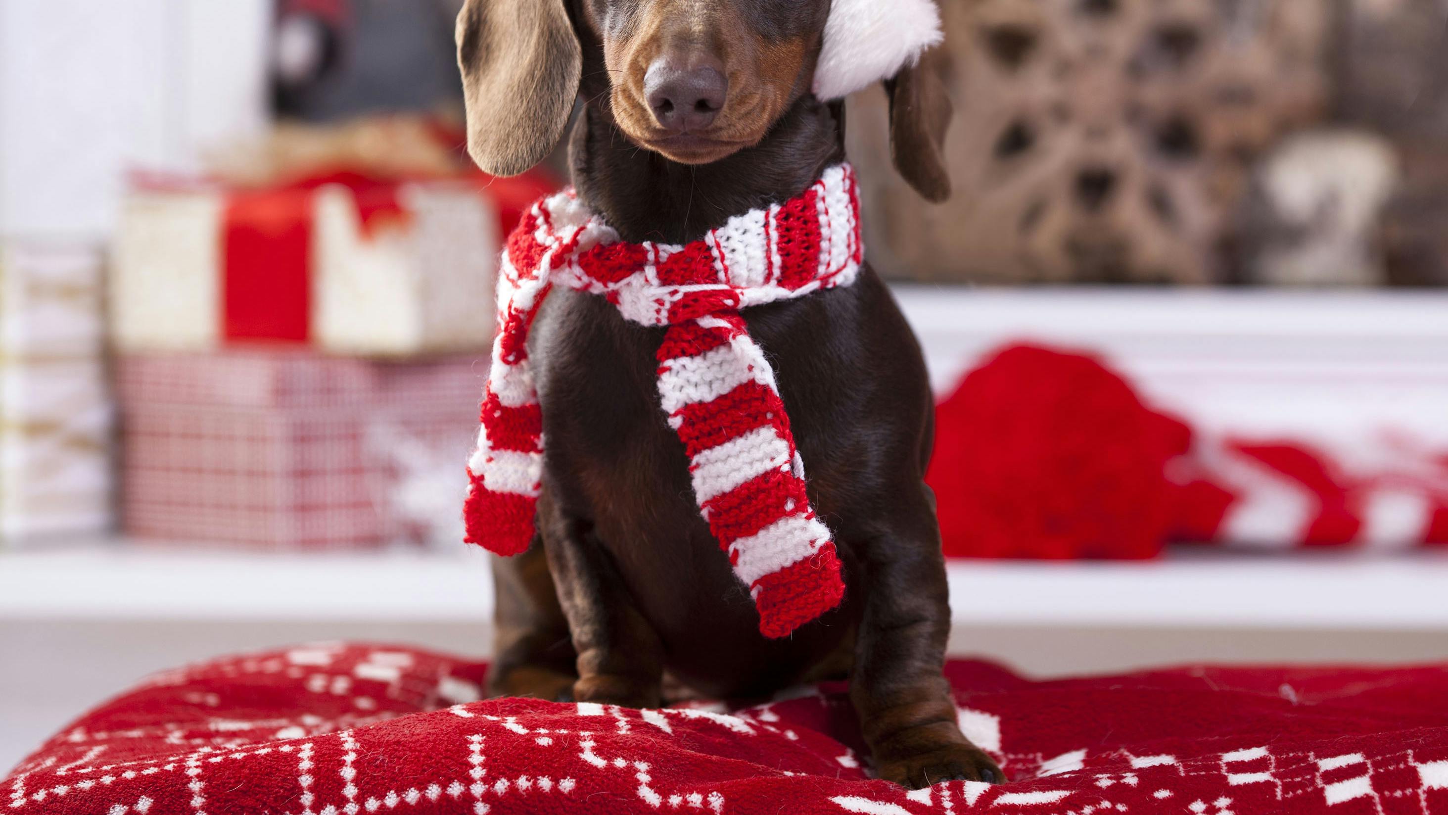 Foto des eigenen Hundes im Weihnachtsstil