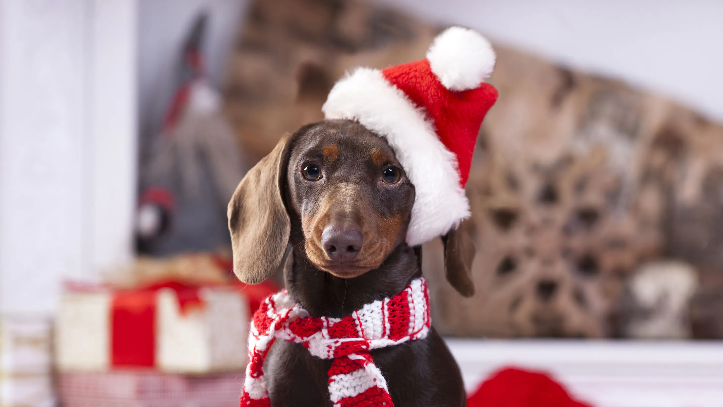 Foto av din hund på en adventskalender