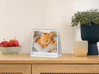 Tisch-Aufstellkalender mit dem Bild von einer Katze Tisch-Aufstellkalender aufstehend auf einem Regal mit dem Bild von einer hellbraunen Katze