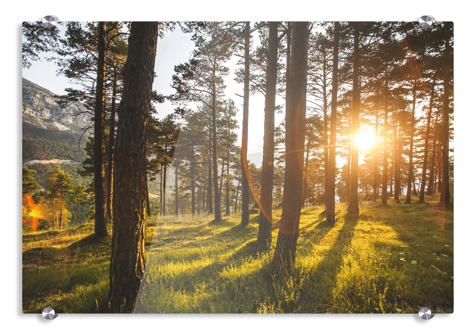 Foto hinter Acrylglas Pixum Foto hinter Acrylglas mit frühlingshaftem Wald-Motiv